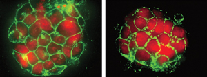 Image of mouse embryonic stem cells