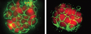 Image of mouse embryonic stem cells 