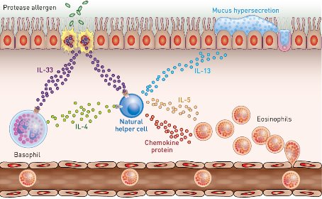 Image of basophils and lung inflammation