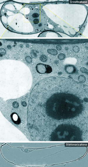 Image of organelles in the different cell phases of plant