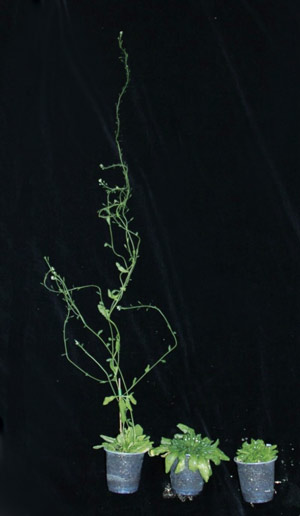 Image of Arabidopsis thaliana