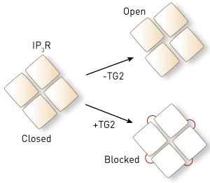 Image of 1,4,5-trisphosphate receptor proteins