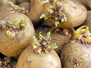 Image of potatoes