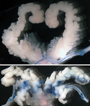 Image of testes