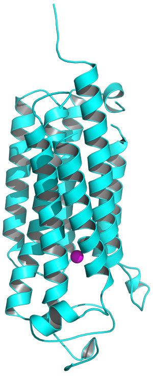 Image of AdipoR2 receptor