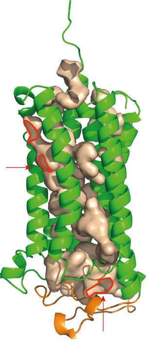 Image showing features of adiponectin receptors