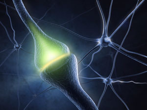 Image of synapses