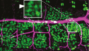 Image of cells and tracheal tubules in a fruit fly embryo