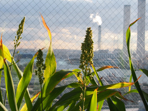 Image of Sorghum