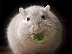 Image of a mouse Image of a mouse