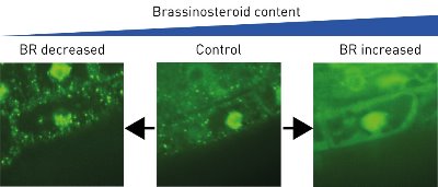 Image showing effect of brassinosteroid on cells