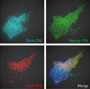 Image of gene expression using nano lanterns