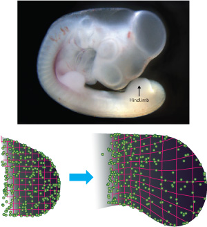 Image of an embryo and hindlimb growth