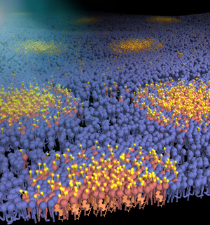 Image of a lipid raft Image of a lipid raft