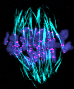 Image showing the mitosis