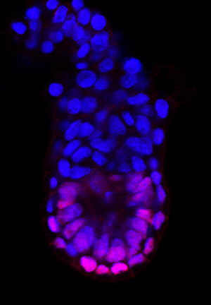 Image of a mouse embryo