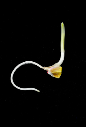 Image of a maize seed