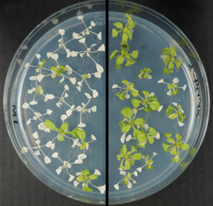 Image of Arabidopsis seedlings