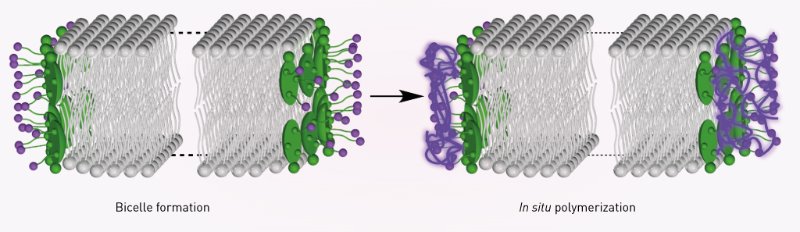 Image of stabilization of bicelles