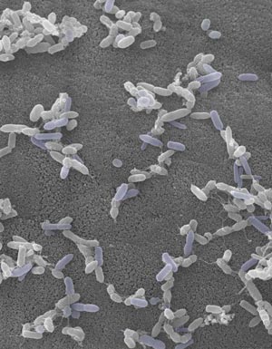 Image of bacteria Image of bacteria