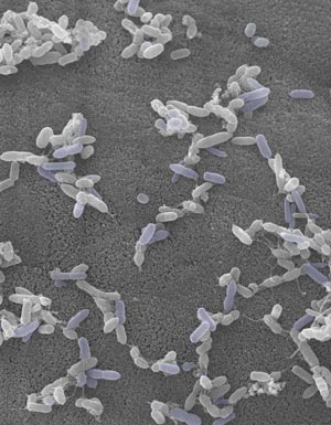 Image of bacteria