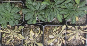 Image of Arabidopsis plants