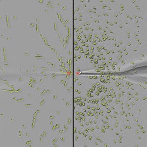 Image of Dictyostelium cells