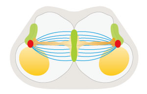 Image of cell division