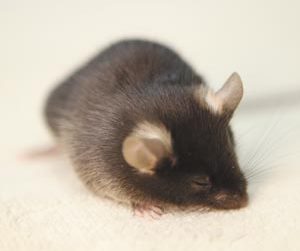 Image of a sleeping mouse