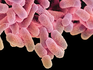 Image of E. coli