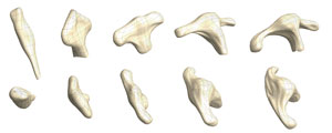 Image of morphological changes of apical surfaces of chick forebrain