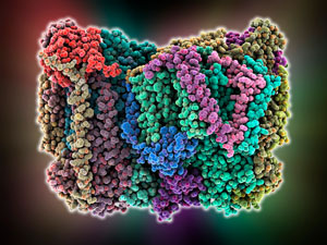 Image of cytochrome c oxidase