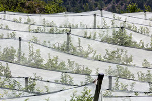 Image of netted apple orchard