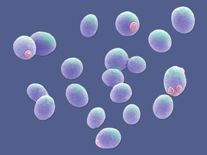 Image of yeast cells