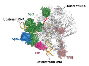 Image of DNA polymerase II