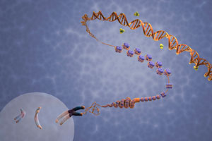 Image of DNA