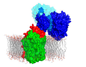 Image showing how the bacteria prevents itself from poisoning