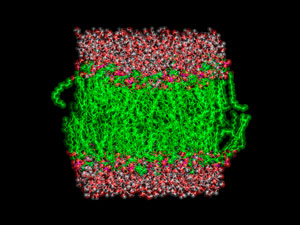 Image of phosphatidylcholine lipids in membranes