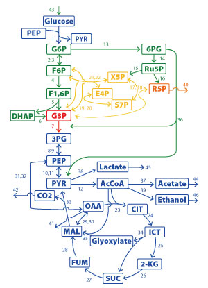 Schematic showing chemical reaction network