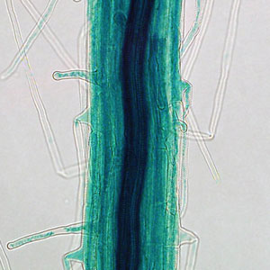 Image of a root of Arabidopsis