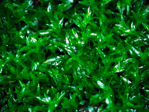 Image of moss leaves