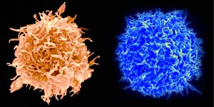 Image of B and T cells