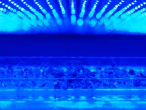 Image of seedlings in blue light