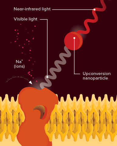 Schematic showing the way to activate neurons