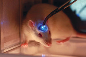 Image of a mouse