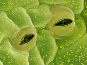 Image of plant stomata openings