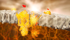 Image of GPCRs on the suface of cell