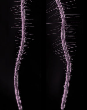Genetic network fine-tunes the growth of plant root hairs | RIKEN