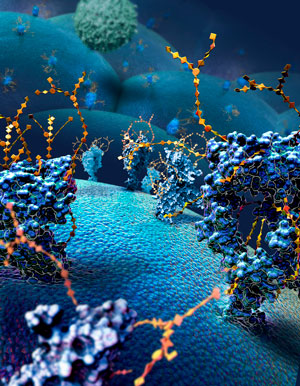 Image of glycoproteins