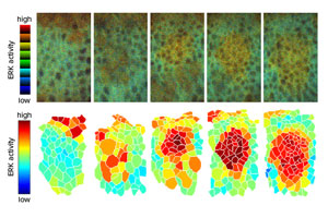 Image of the activation pattern of EGFR-ERK